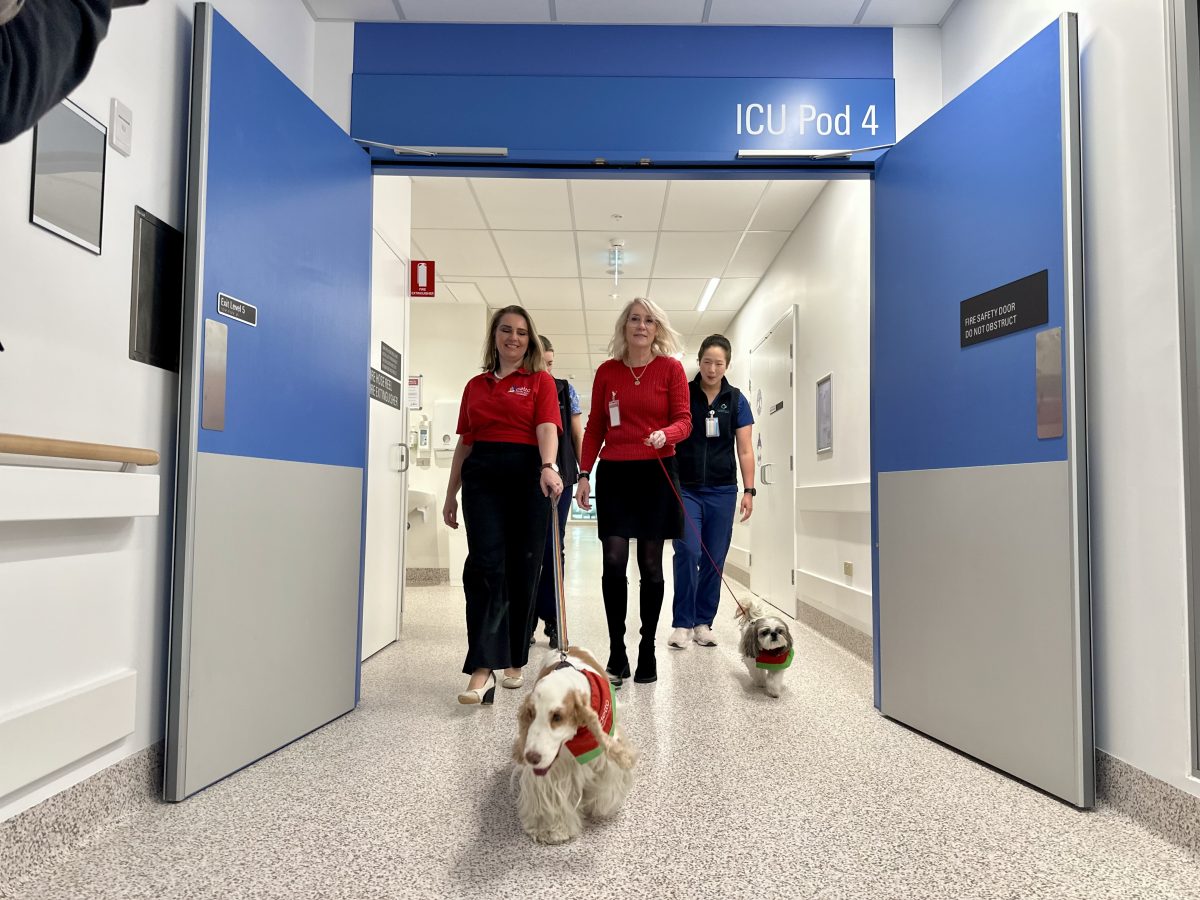 Therapy dogs in hospital