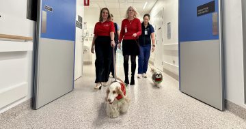 Canberra study reveals the pawsitive effect of dogs in hospitals