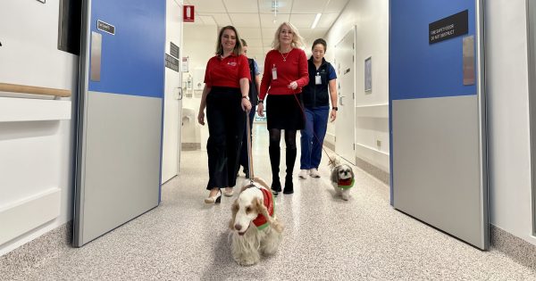 Canberra study reveals the pawsitive effect of dogs in hospitals
