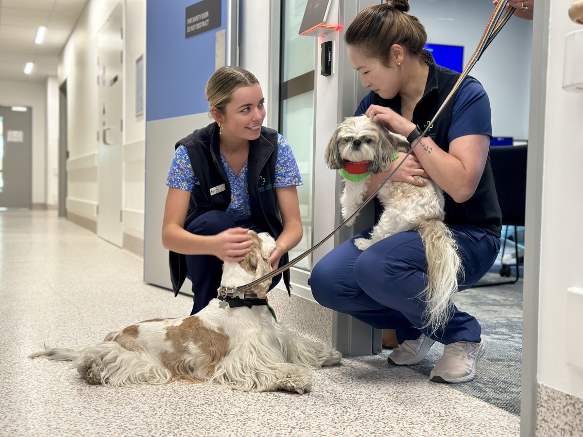Therapy dogs in hospital