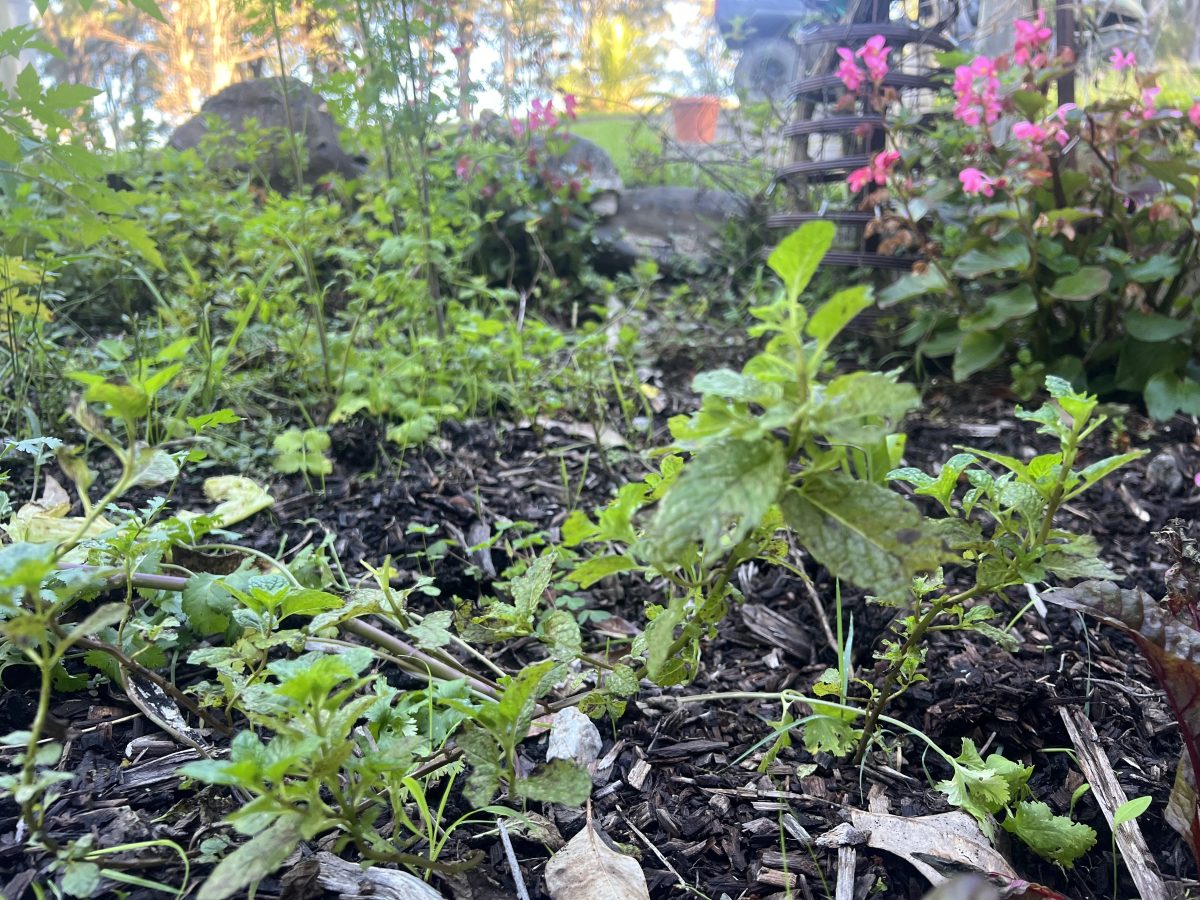 Overgrown vege patch