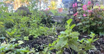The soil's still warmish, so get your winter seeds in