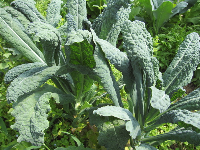 Healthy kale