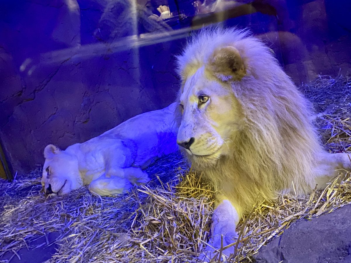 A white lion sits up while a white lioness naps behind.