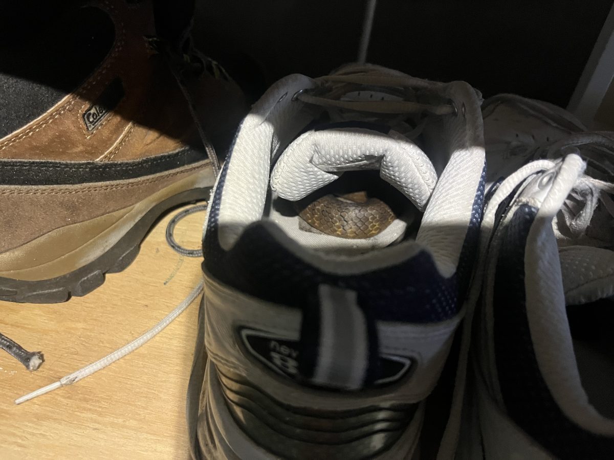 Snake hiding in shoe
