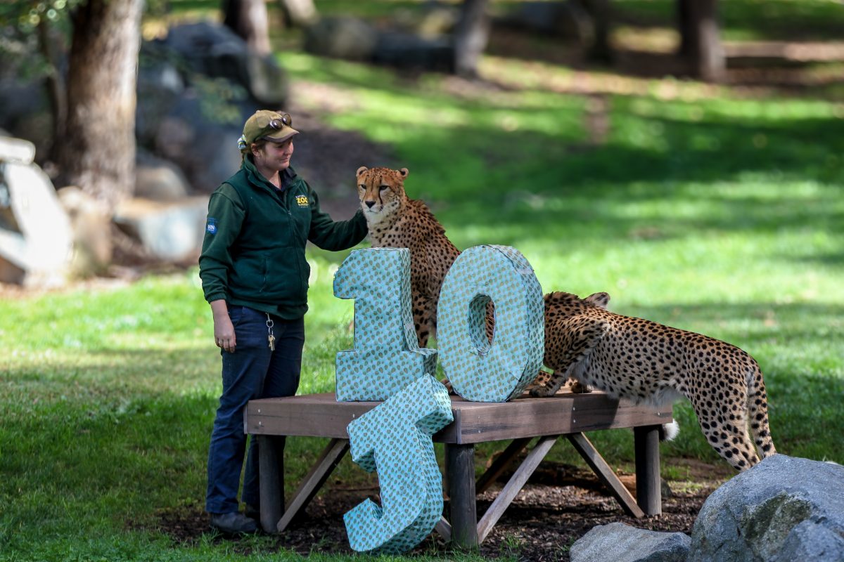 Jamala Wildlife ranger with two cheetahs.