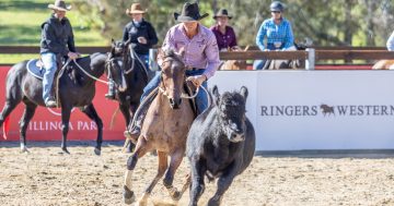 Terry Snow’s legacy lives on at the Gold Buckle Campdraft Championship at Willinga Park