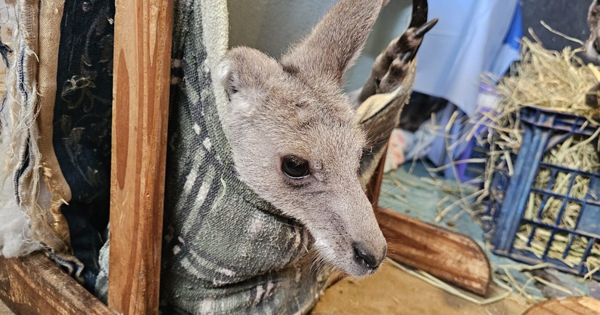 Jump inside to see how Possumwood’s nursing wildlife back to health | Region Canberra Jump inside to see how Possumwood’s nursing wildlife back to health | Region Canberra