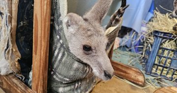 Possumwood Wildlife treats animals differently - and wants to share the knowledge