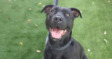 RSPCA ACT’s Pets of the Week – Lahni and Merida