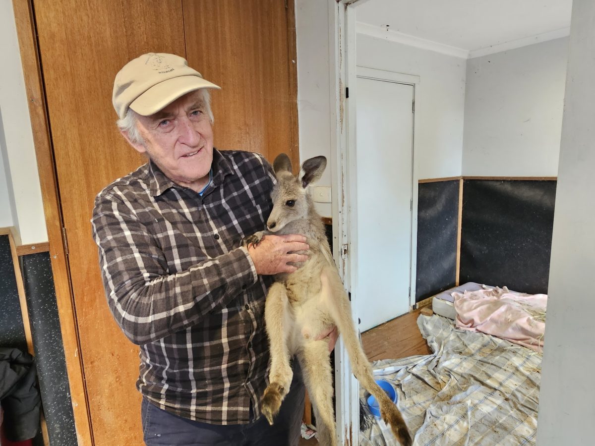 Professor Steve Garlick with one of Possumwood's kangaroos at Wamboin.