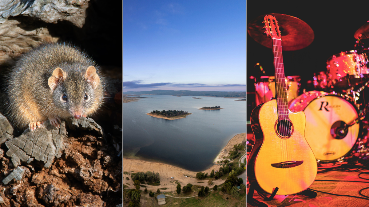 animal, lake, guitar