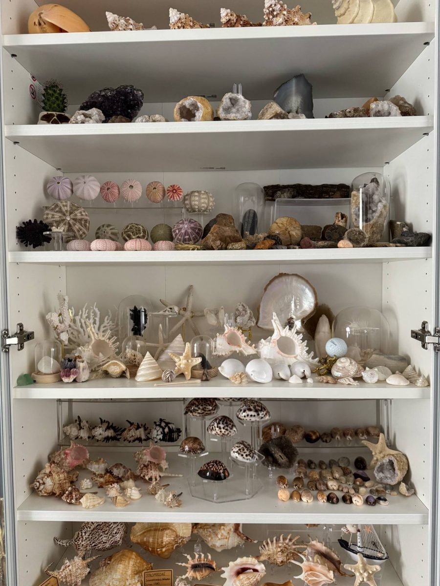 Sea shells