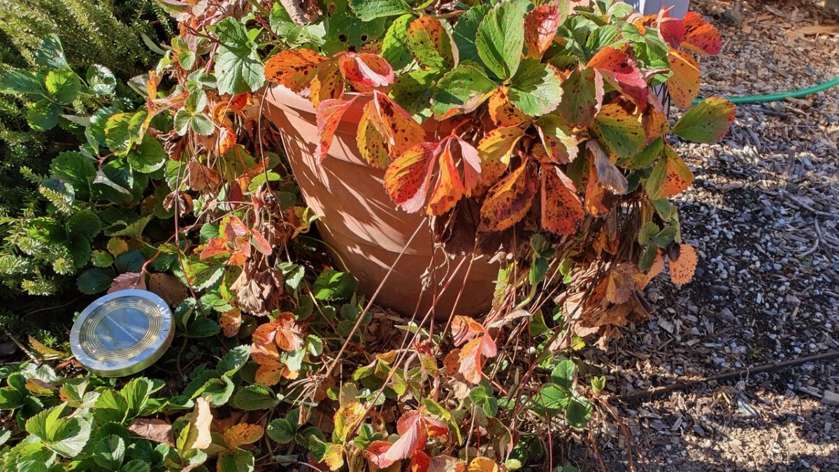 Strawberry plants