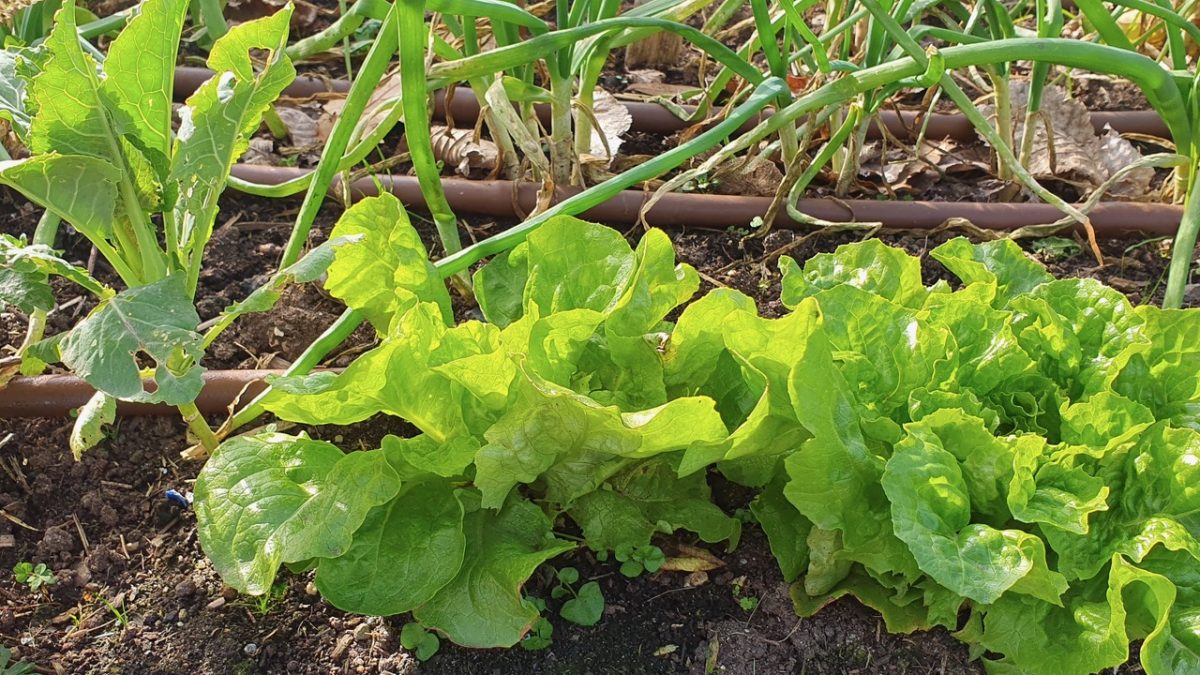 A winter vegetable patch