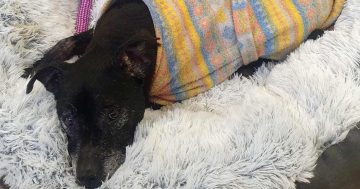 How I lost my dog and found a love of camping