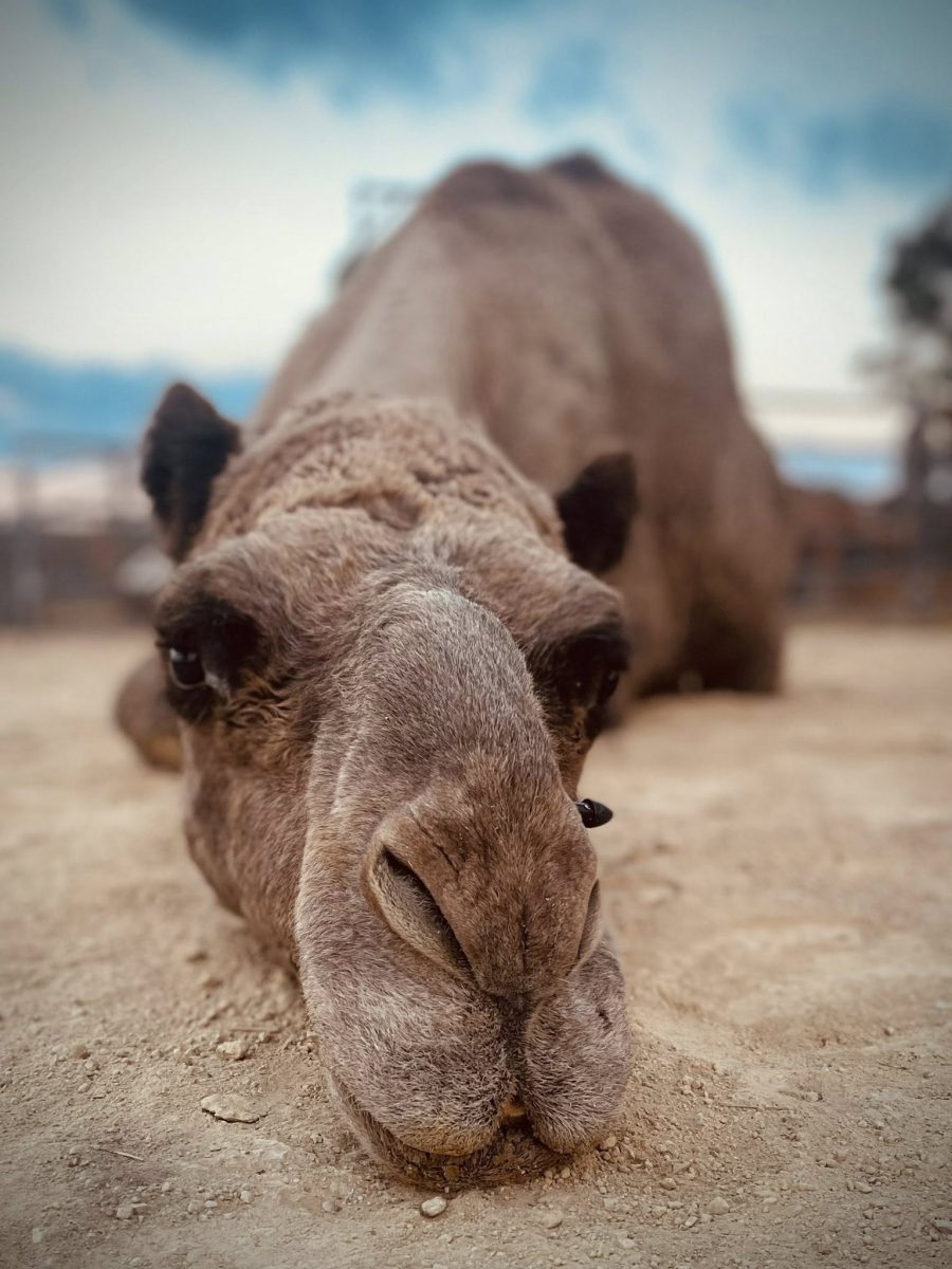 Camel