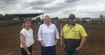 'Water is more expensive than milk': Dairy farmers warn industry faces wipeout