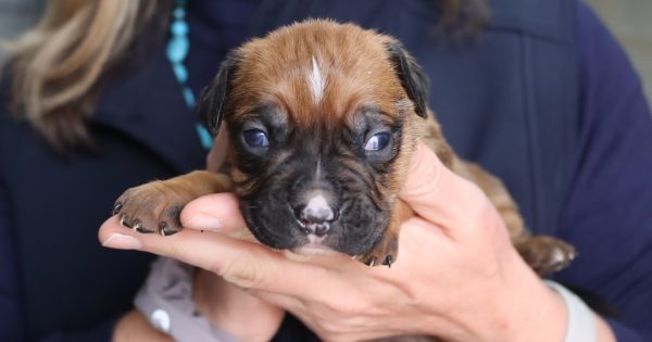 'Irresponsible, careless breeding' creates surge in puppy deformities and deaths, RSPCA says