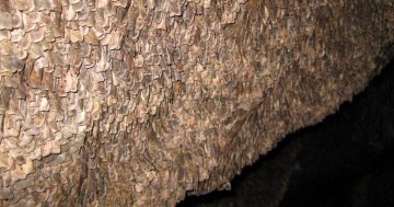 Canberra’s seasonal moths signal endangered species is on the mend