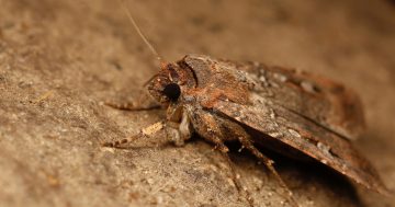 World-first discovery reveals bogong moths rely on the stars to find their way