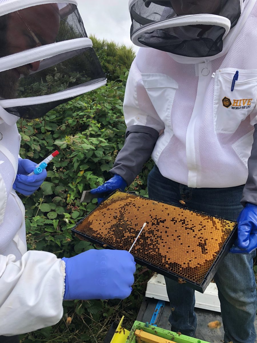 Bee experts test pollen