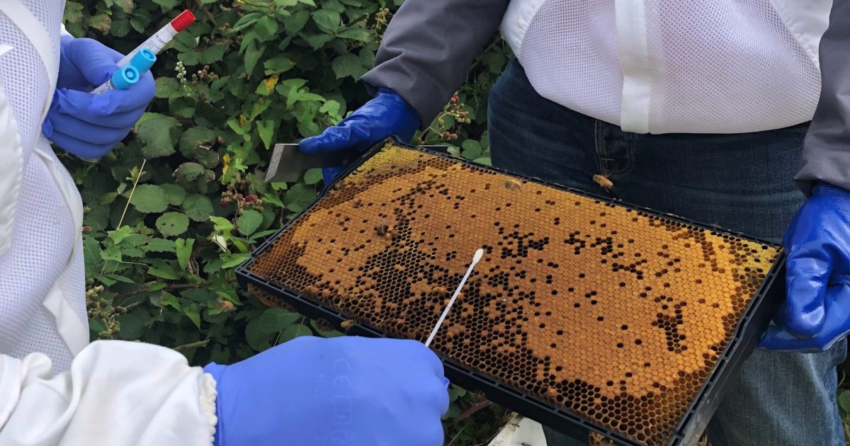 Researchers abuzz after tests show promise to track deadly bee parasite