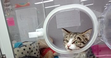 'Priceless' cat missing from Thai temple home after five-week odyssey