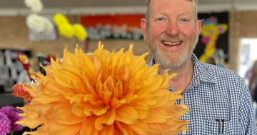 Australia’s dahlia president has Canberra perfectly placed for good growing