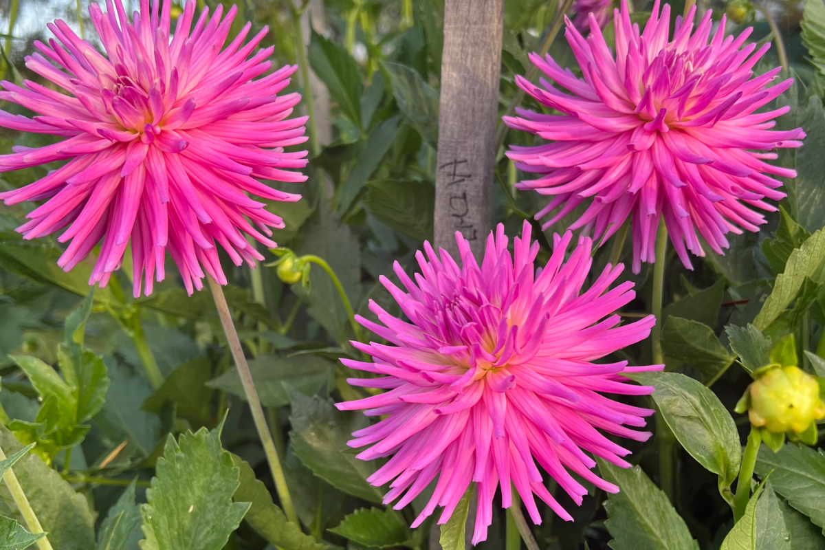 Large purple Dahlia flowers.