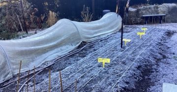 What to do when winter gives your veggie patch a wallop