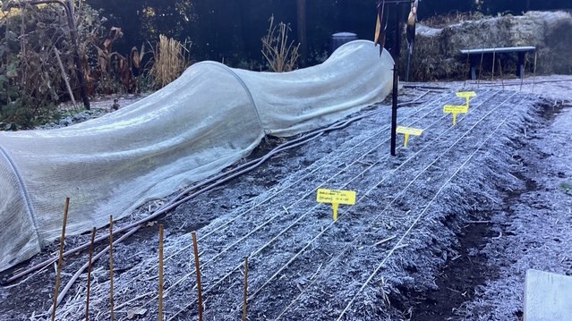 A winter garden