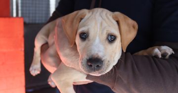 RSPCA ACT’s Pets of the Week – Jellybean Kangaroo and Stamps