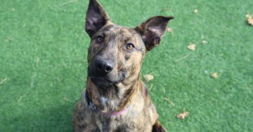 RSPCA ACT’s Pets of the Week – Wally and Chase
