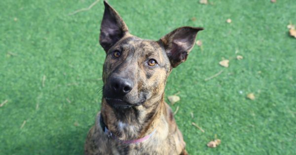 RSPCA ACT’s Pets of the Week – Wally and Chase