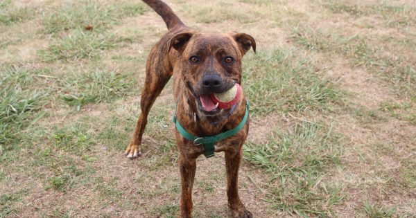 RSPCA ACT’s Pets of the Week – Boss and Ellie