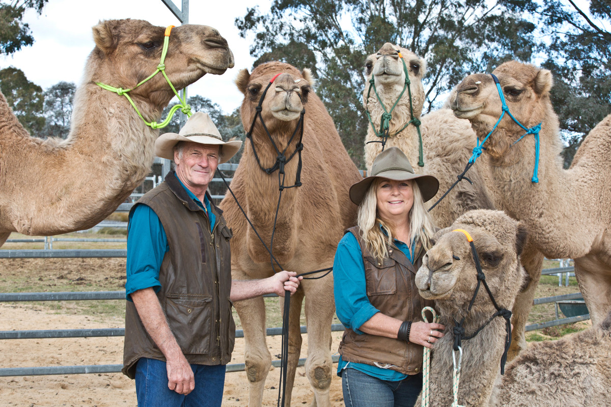 Camels
