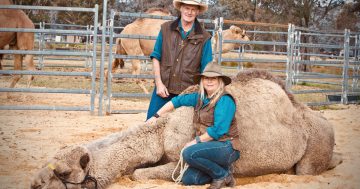 Move over horses: The animals that helped build Australia are winning hearts near Canberra (and one's a smoocher)
