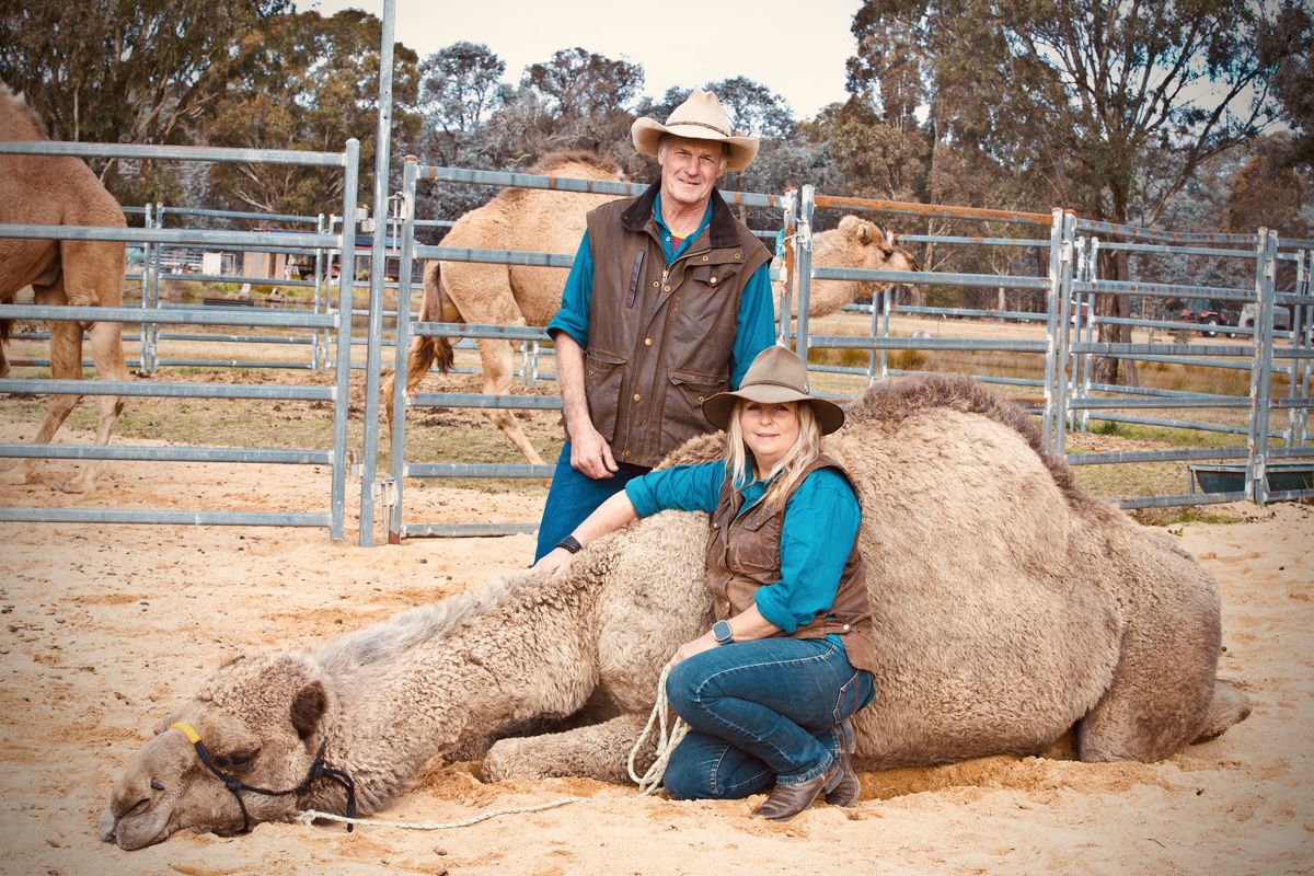Camels