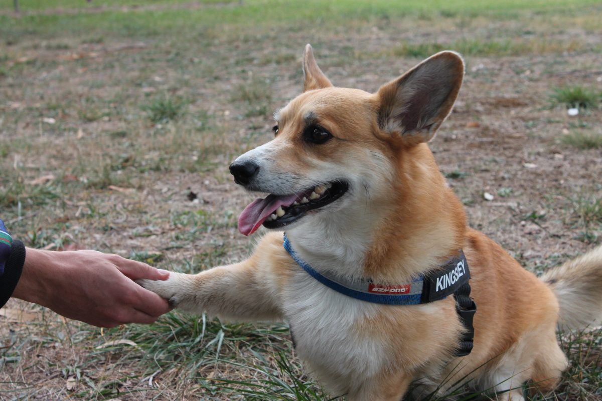 A corgi with a paw being held by a human