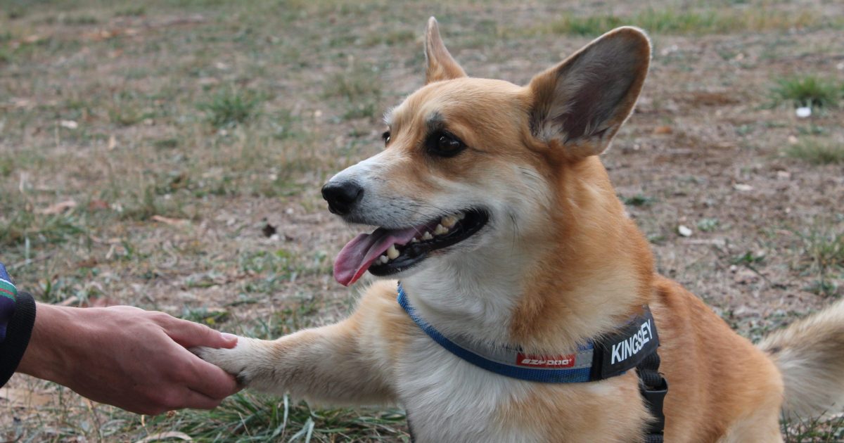 Canberra veterans the focus of new program (and it just costs you some belly rubs) | Region Canberra Canberra veterans the focus of new program (and it just costs you some belly rubs) | Region Canberra