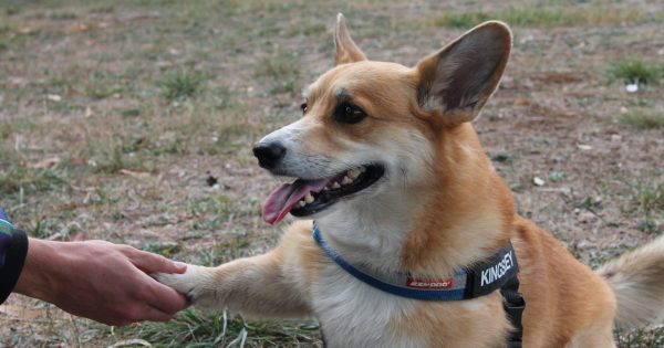 Canberra veterans the focus of new program (and it just costs you some belly rubs)