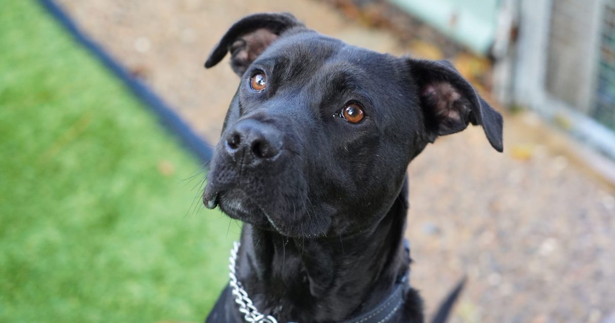 RSPCA ACT’s Pets of the Week – Lahni and Indi | Region Canberra