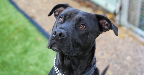 RSPCA ACT’s Pets of the Week – Lahni and Indi