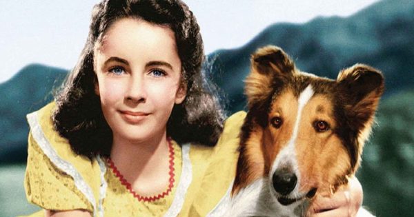 Lassie Come Home | Screening at NFSA