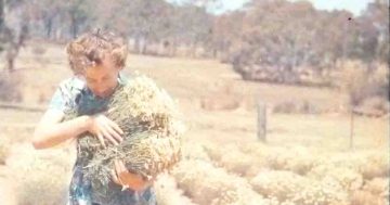 Sons have Dickson's WWII opium plantation to thank for bringing their parents together