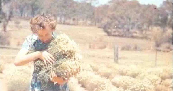 Sons have Dickson's WWII opium plantation to thank for bringing their parents together
