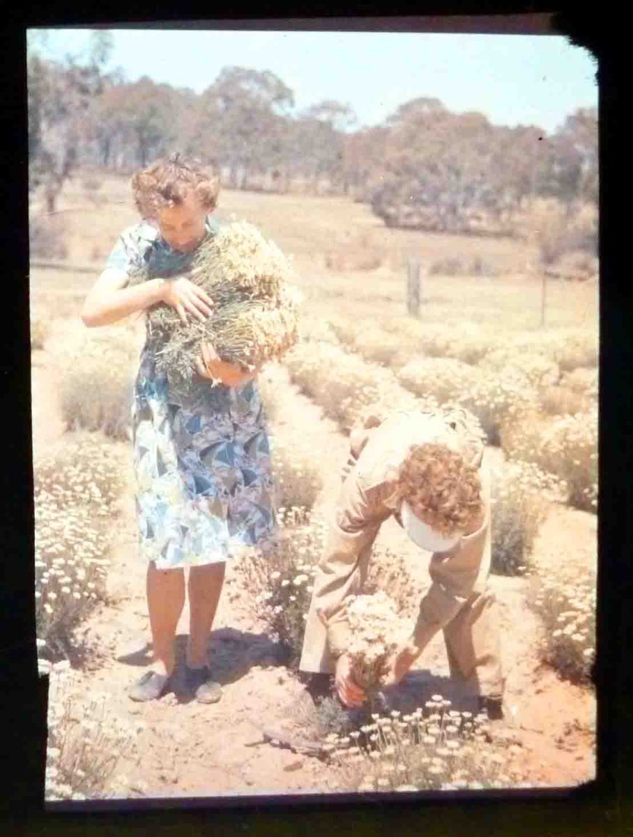 Moira Mayo (nee Hardy) works on the poppy plantation at the Dickson Experiment Station in the 1940s.