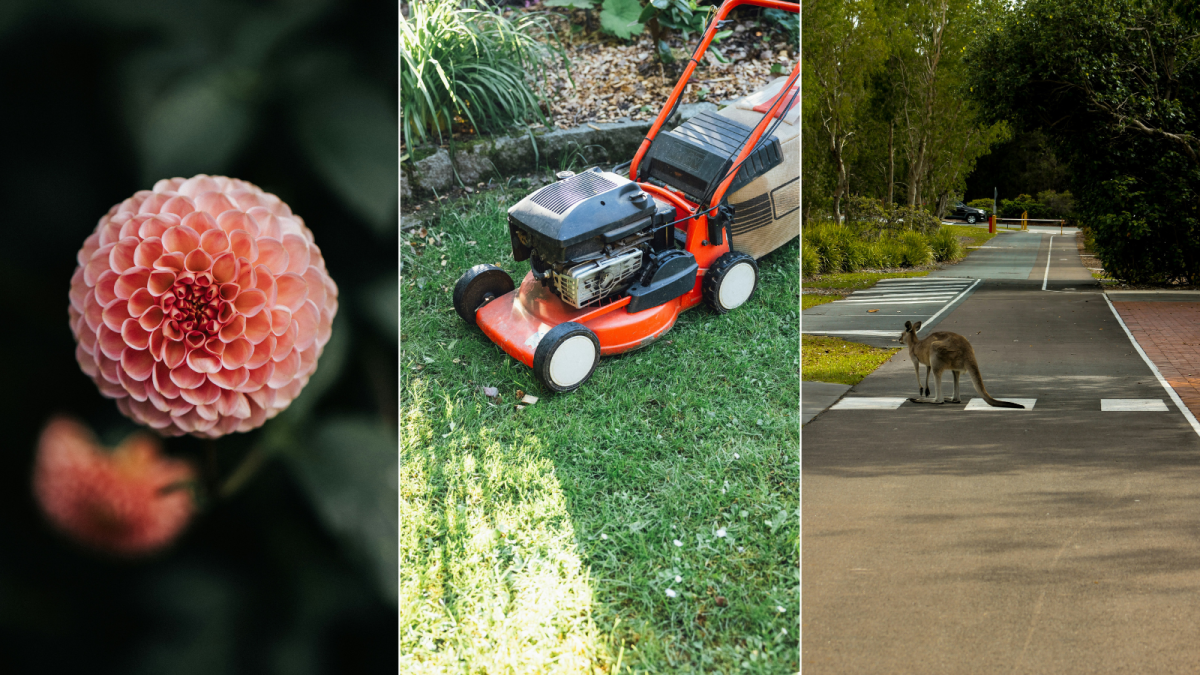 flower, mower, kangaroo on road