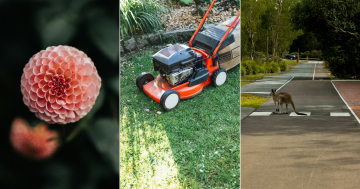 QUIZ: How early can you start your mower in Canberra? Plus 9 other questions
